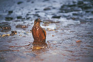 Bird Covered in Oil