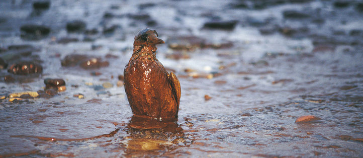 Ave cubierta por petróleo