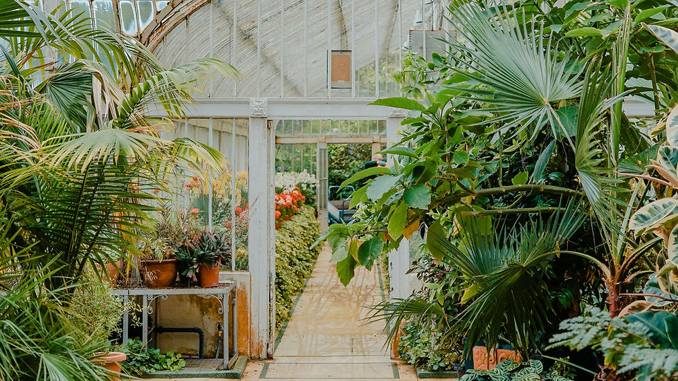 Afternoon at the Royal Botanic Gardens