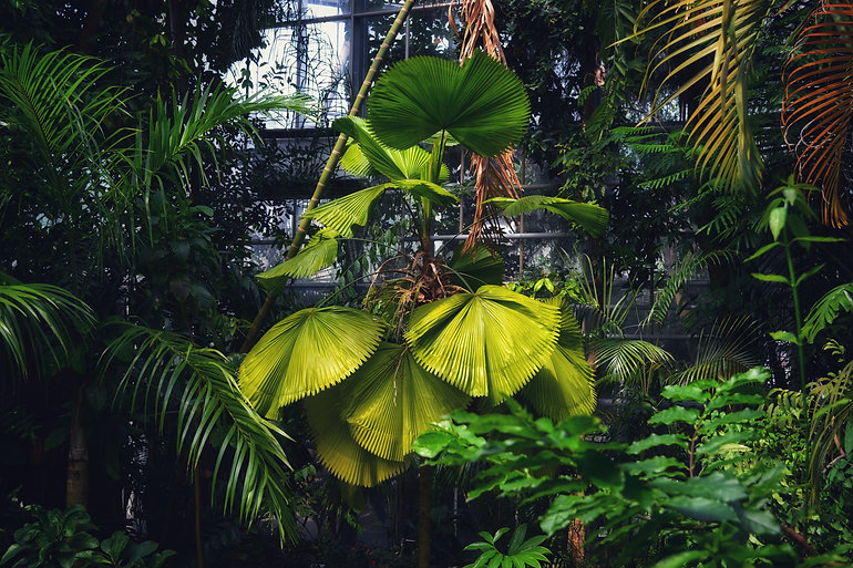 Copy of botanicus 1.jpeg