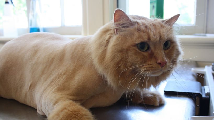 cat after groomed