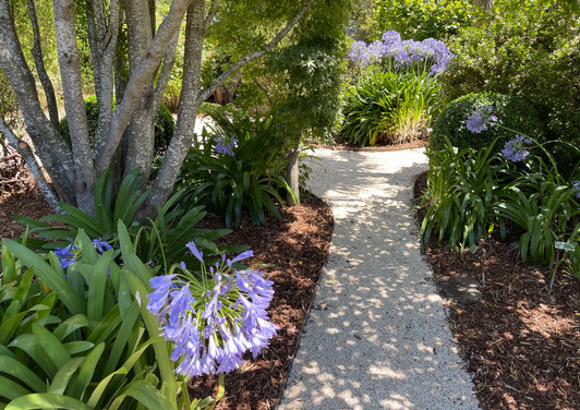 field of companions second path.jpeg