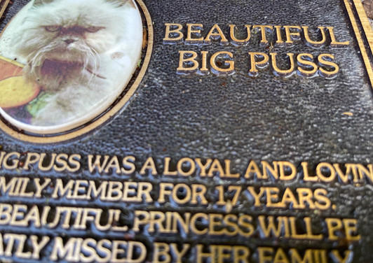 beautiful big puss.jpeg