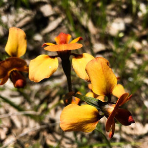 Spring wild flowers Hardy's Scrub.jpg