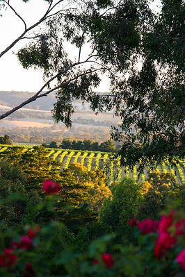 Karawatha Cottages McLaren Vale evening