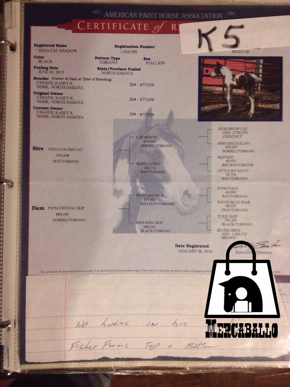 Miniatura: Potrillo Registro de la APHA