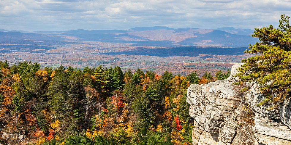 A view of the sky and trees in the Hudson Valley, NY.