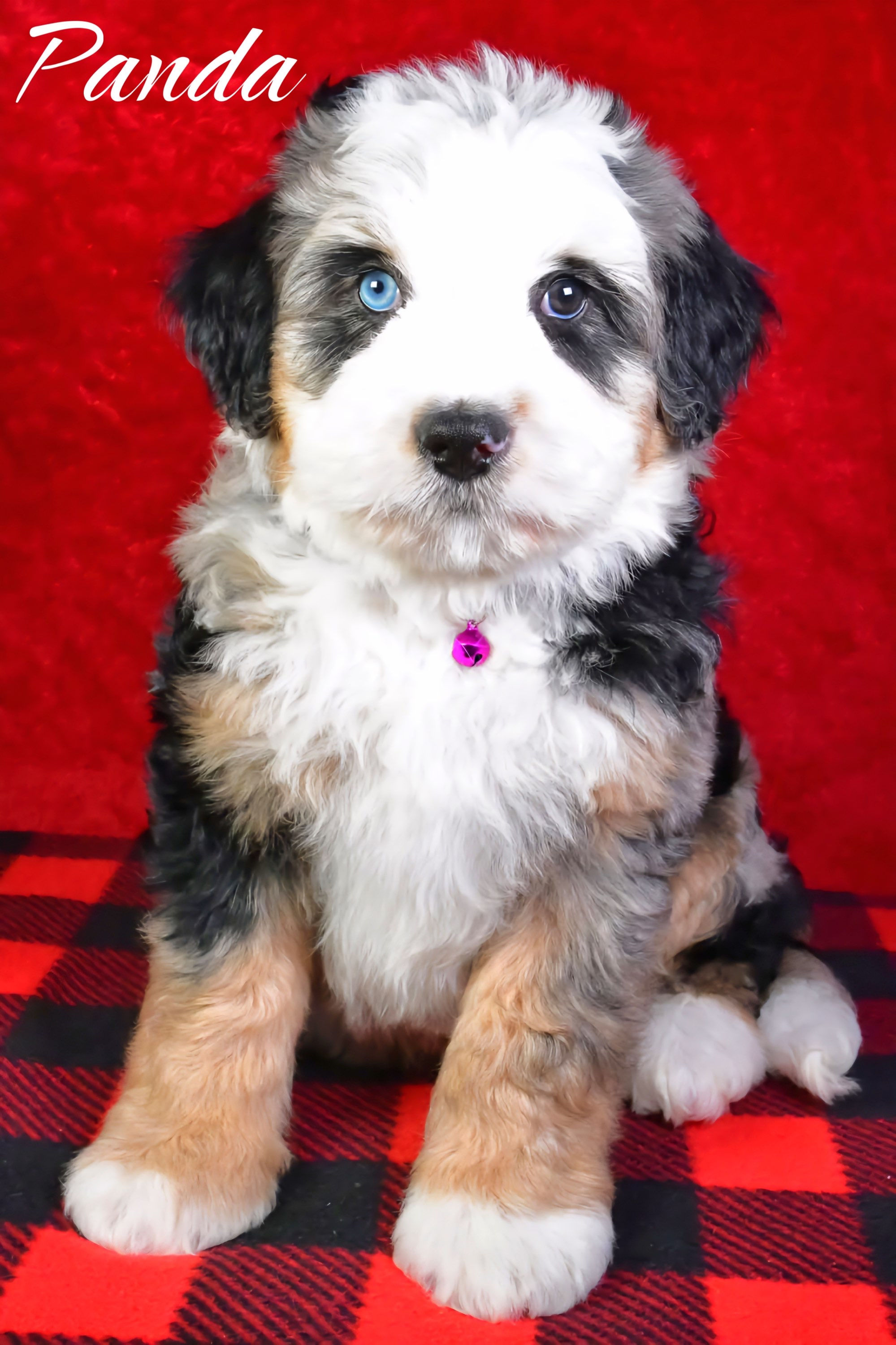 Panda - Male Mini Bernedoodle
