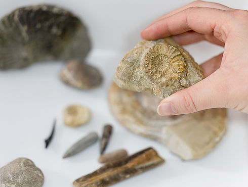 Holding an ammonite above a tray of fossils