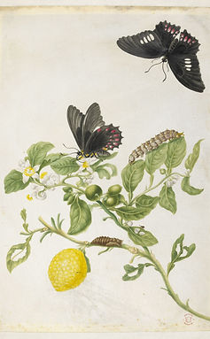 A painting of the butterfly life cycle by Maria Merian