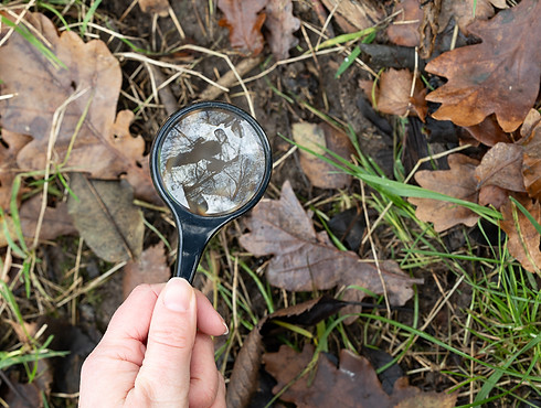 Using a magnifying glass to view insects in leaf litter