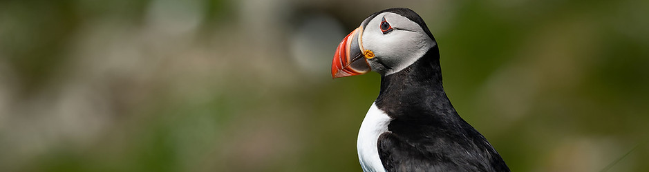 Puffinvogel Island