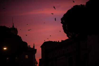 Birds flying above the Roman skyline beneath a vivid magenta sunset.