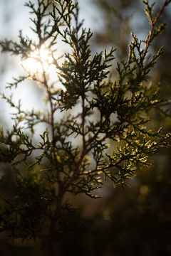 Sunlight filtering through the branches of a cedar tree near Mason, Texas.
