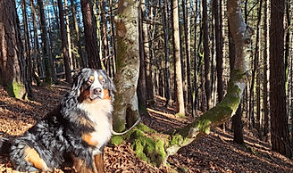 Ein großer Hund liegt auf dem Rasen, während ein kleinerer Hund auf seinem Rücken liegt. Beide Hunde scheinen sich zu entspannen und genießen die Zeit miteinander.