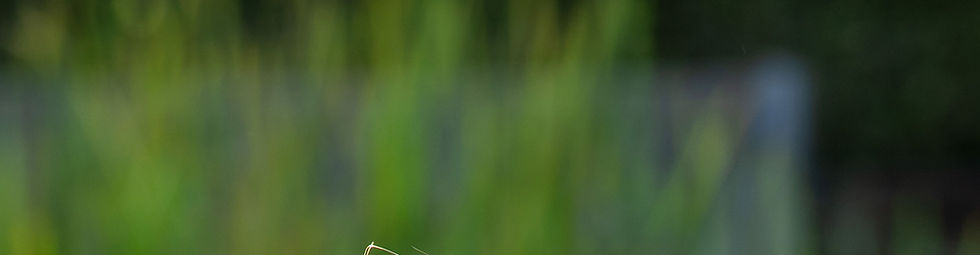 Hintergrund Wiese des Profilfotos von Andrea Schmallegger