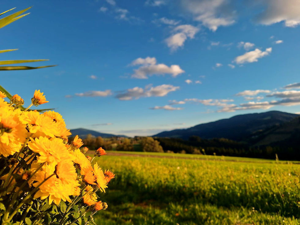 Ausblick auf den Rabenwald von der Natur-Spirit-Schule in Piregg