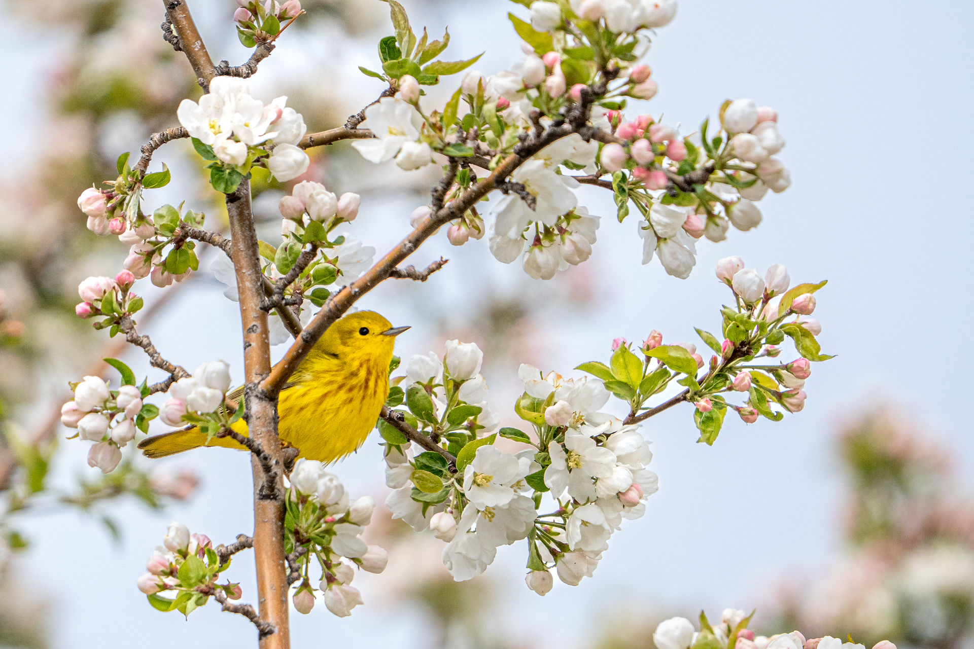 Surrounded by blossoms - Yellow Warbler - Shelley Brown