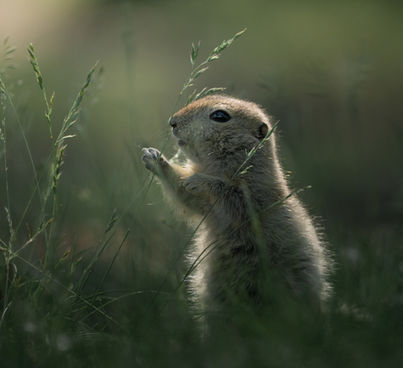 A Richardson's Ground Squirrel eating