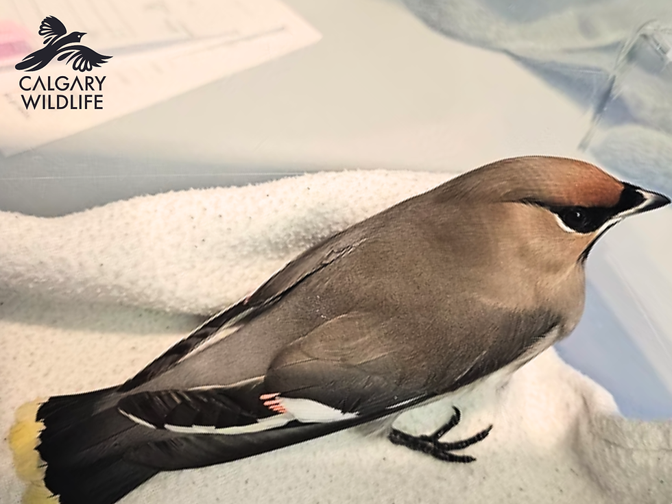 Patient Update: Bohemian and Cedar Waxwings, A Bird Lover’s Guide