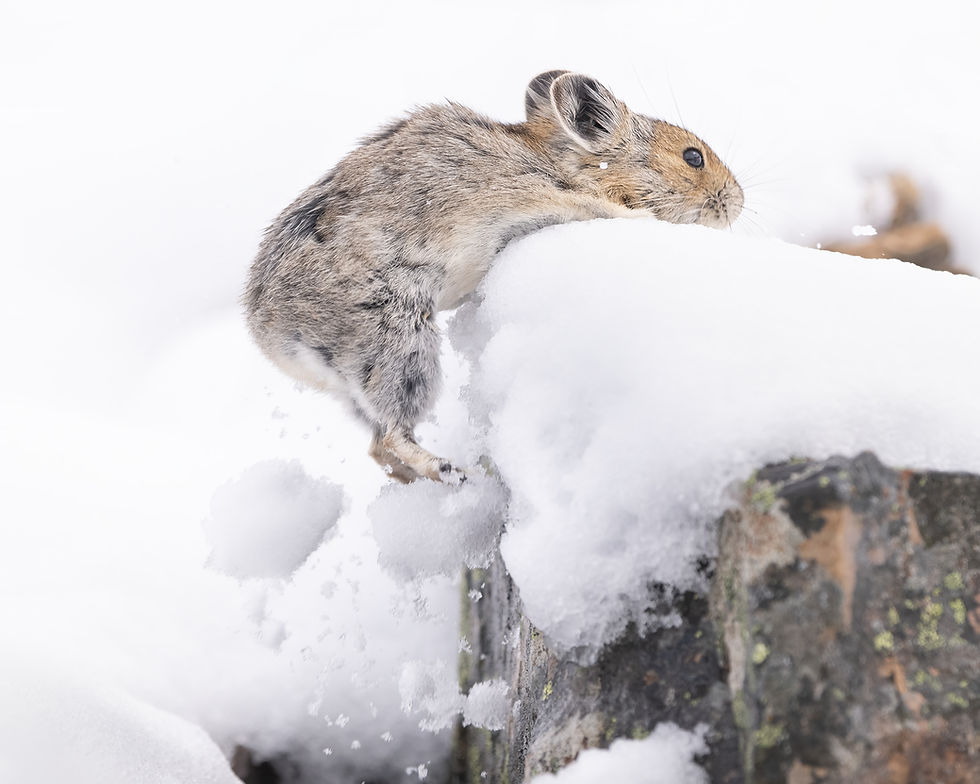 2nd place winner - Close Call by Jamie Bussey