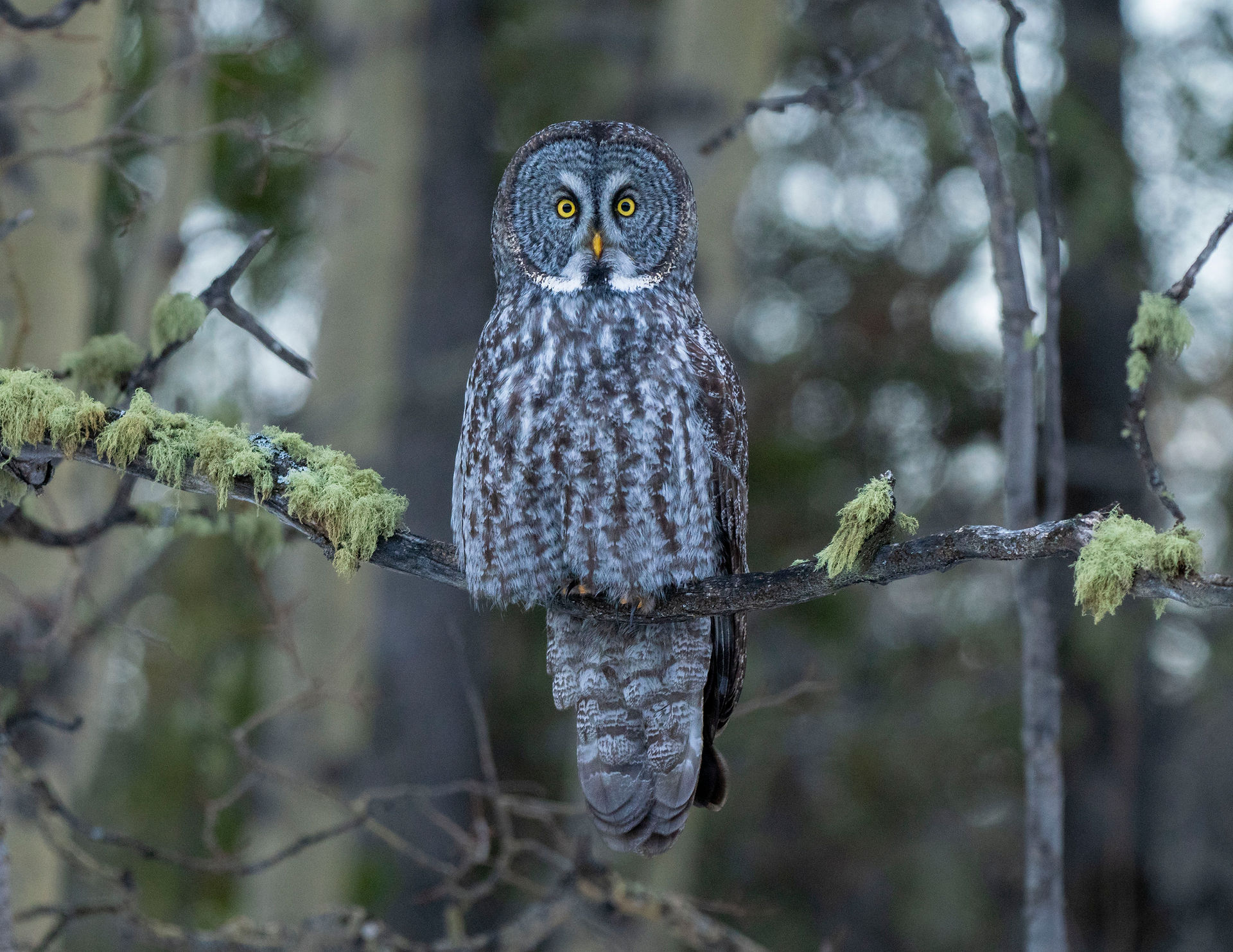 Great Grey Stare - Morgan Chmilar