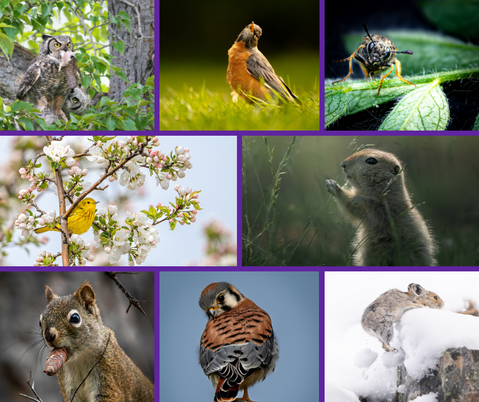 Collage of eye for the wild 2025 top photos
