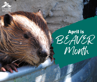 April is Beaver Month