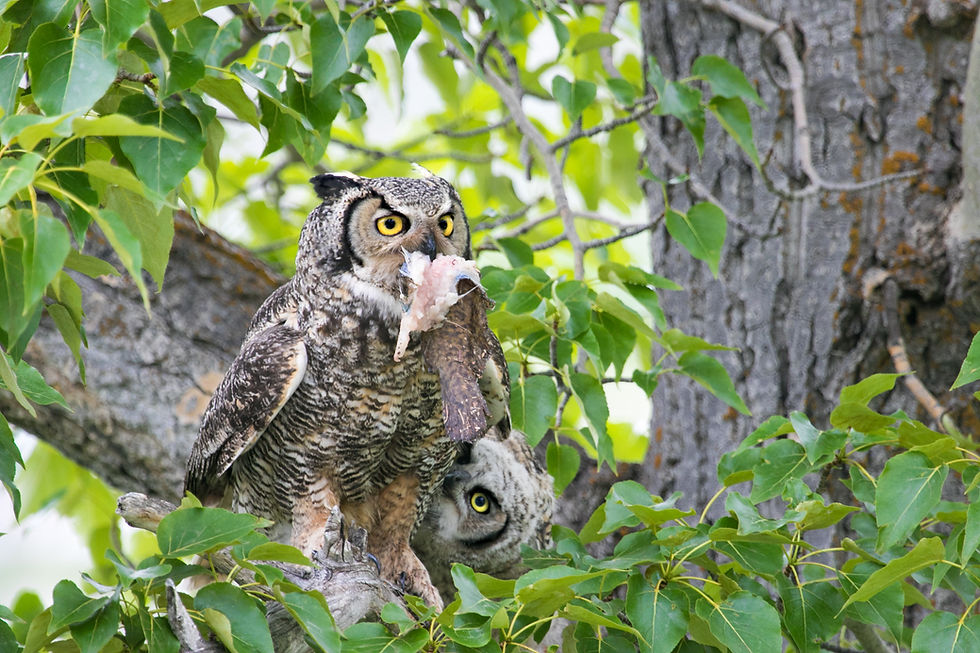 Public choice winner - Northern Saw Whet Owl by Sara Tehranian