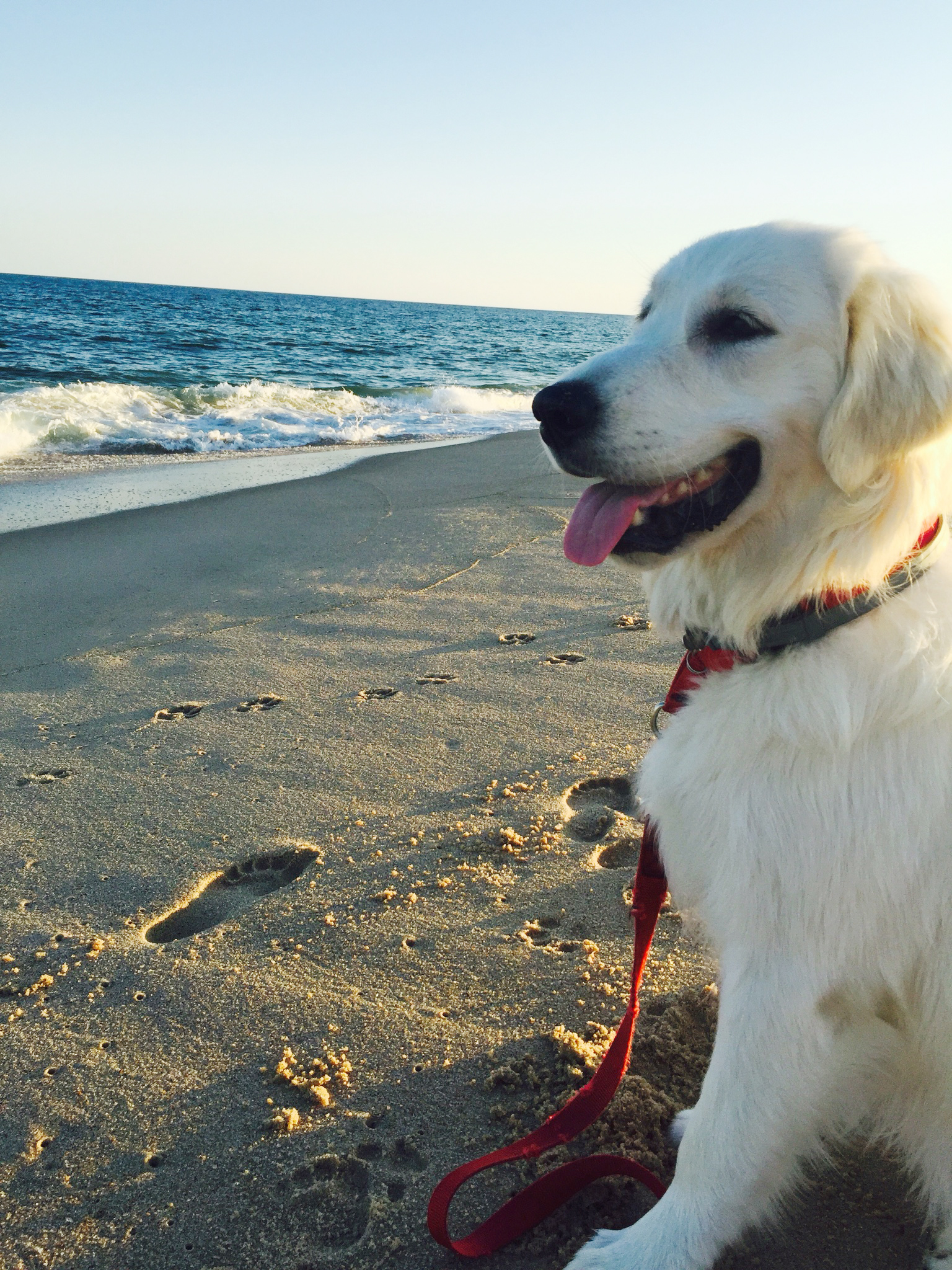 Abbey's Happy Hounds