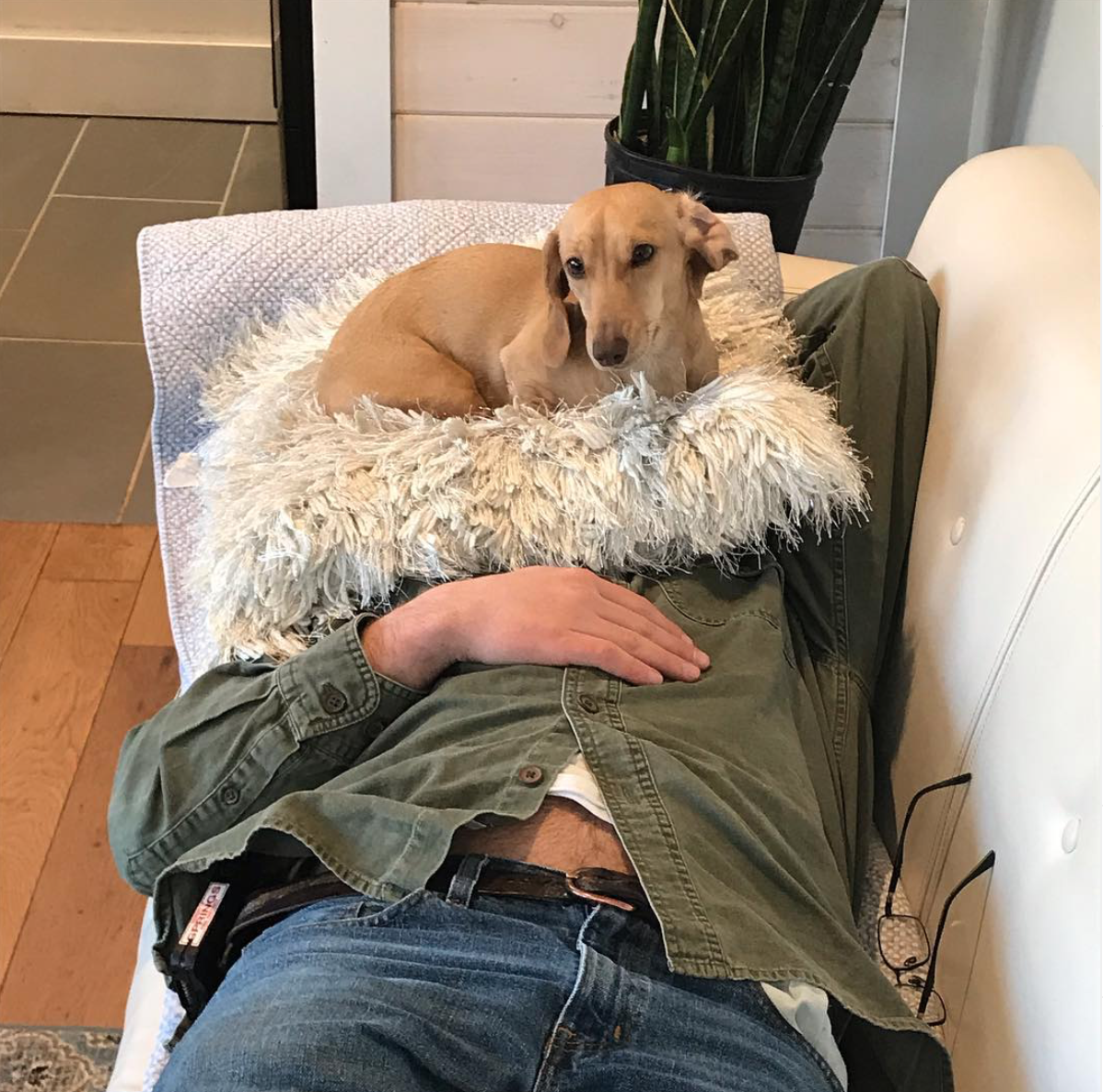 Abbey's Happy Hounds