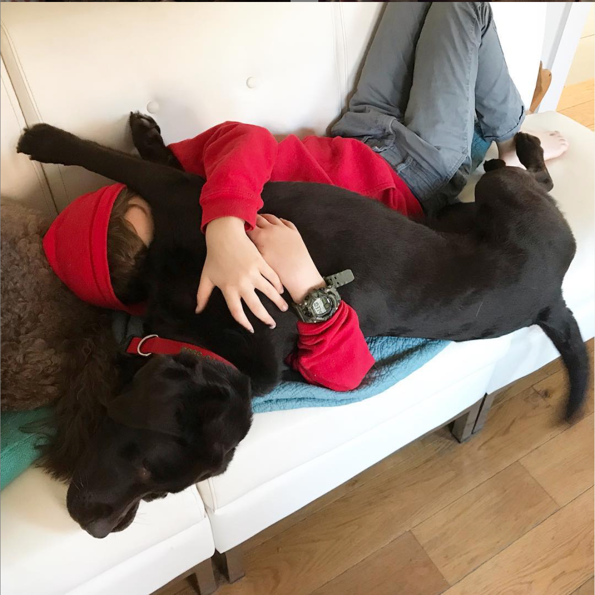 Abbey's Happy Hounds