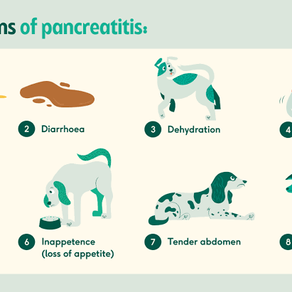 How to Feed a Dog with Pancreatitis a Raw Diet: A Balanced Approach
