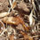 Thumbnail: Camponotus maculatus