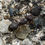 Thumbnail: Pheidole noda