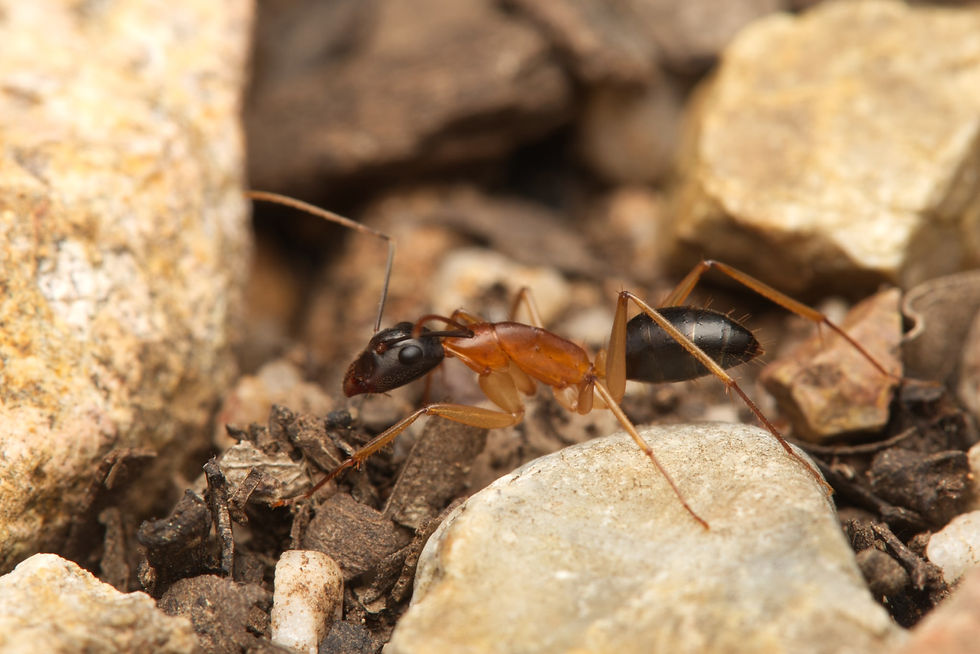 Thumbnail: Camponotus nigriceps