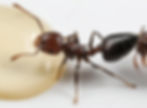 Crematogaster castaneus