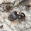 Thumbnail: Pheidole rhea