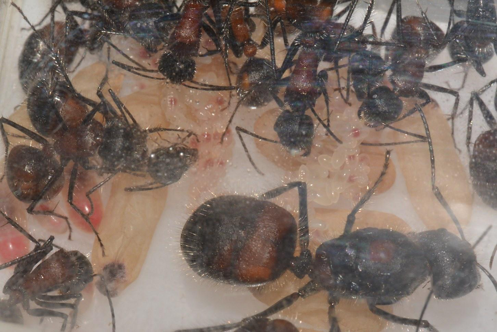 Thumbnail: Camponotus mutilarius