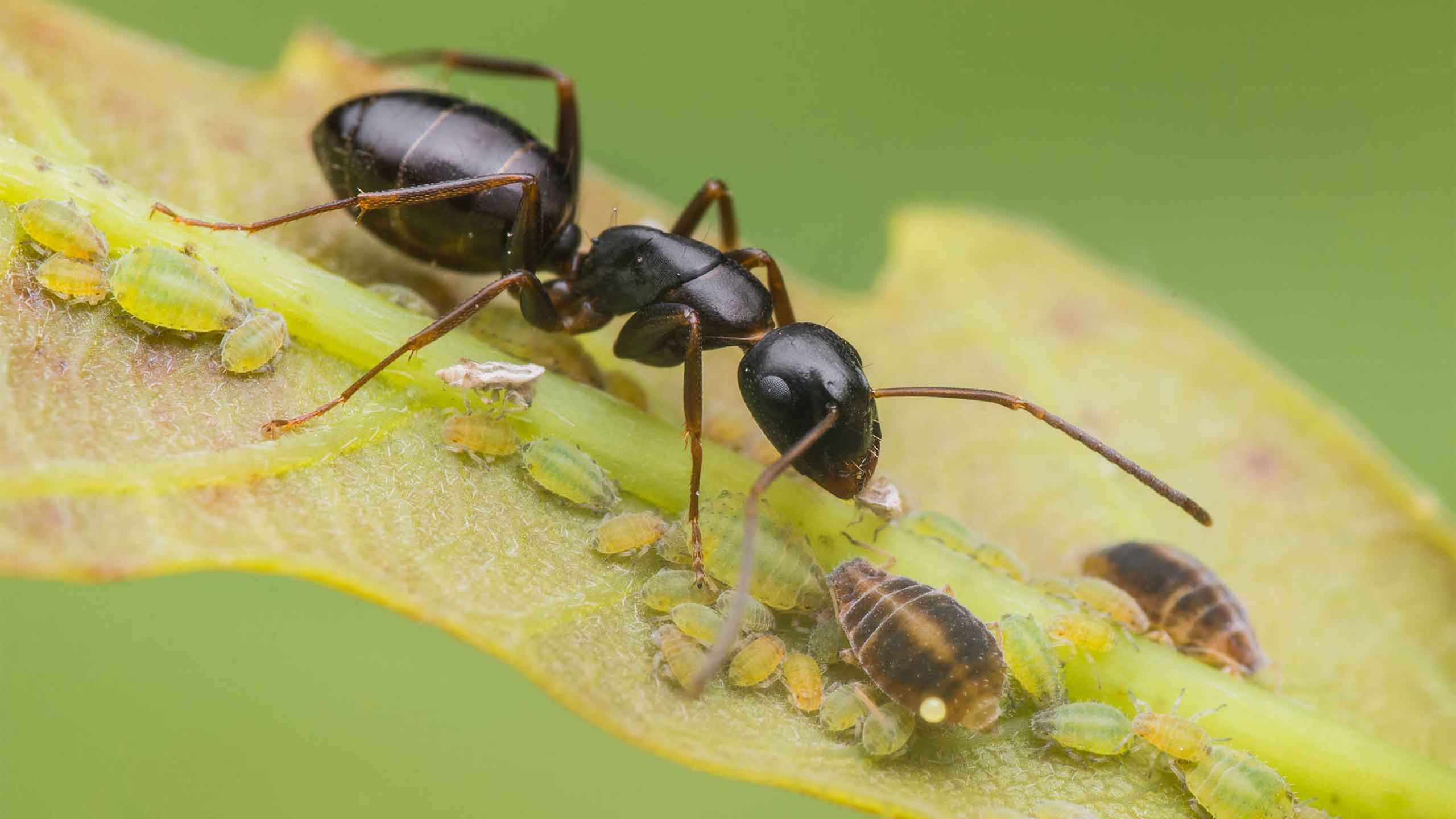 Camponotus fallax
