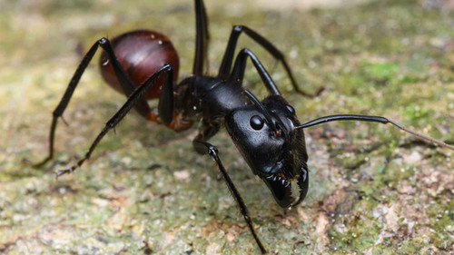 Dinomyrmex gigas | Esthetic Ants