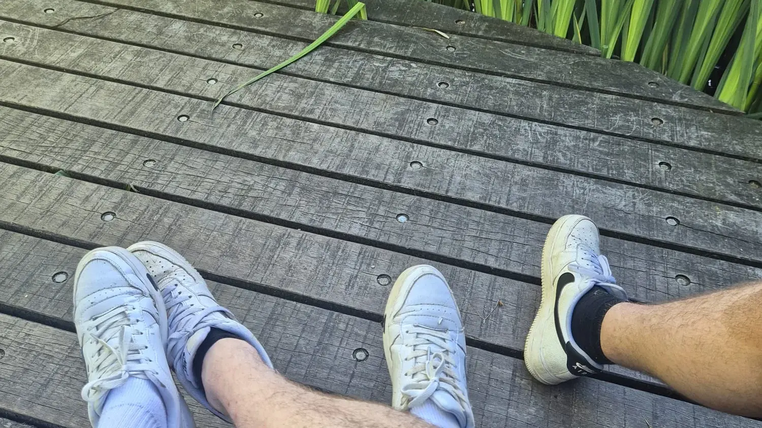 Twee mierenhouders op een houten steiger aan het water