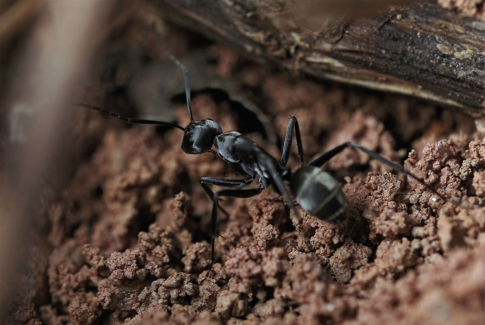Thumbnail: Camponotus parius