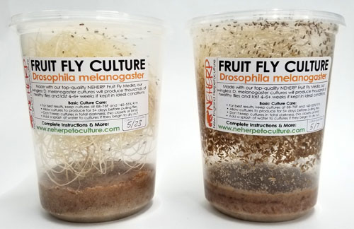 https://www.neherpetoculture.com/bugsfruitflies
