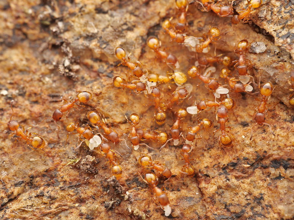 Thumbnail: Temnothorax unifasciatus