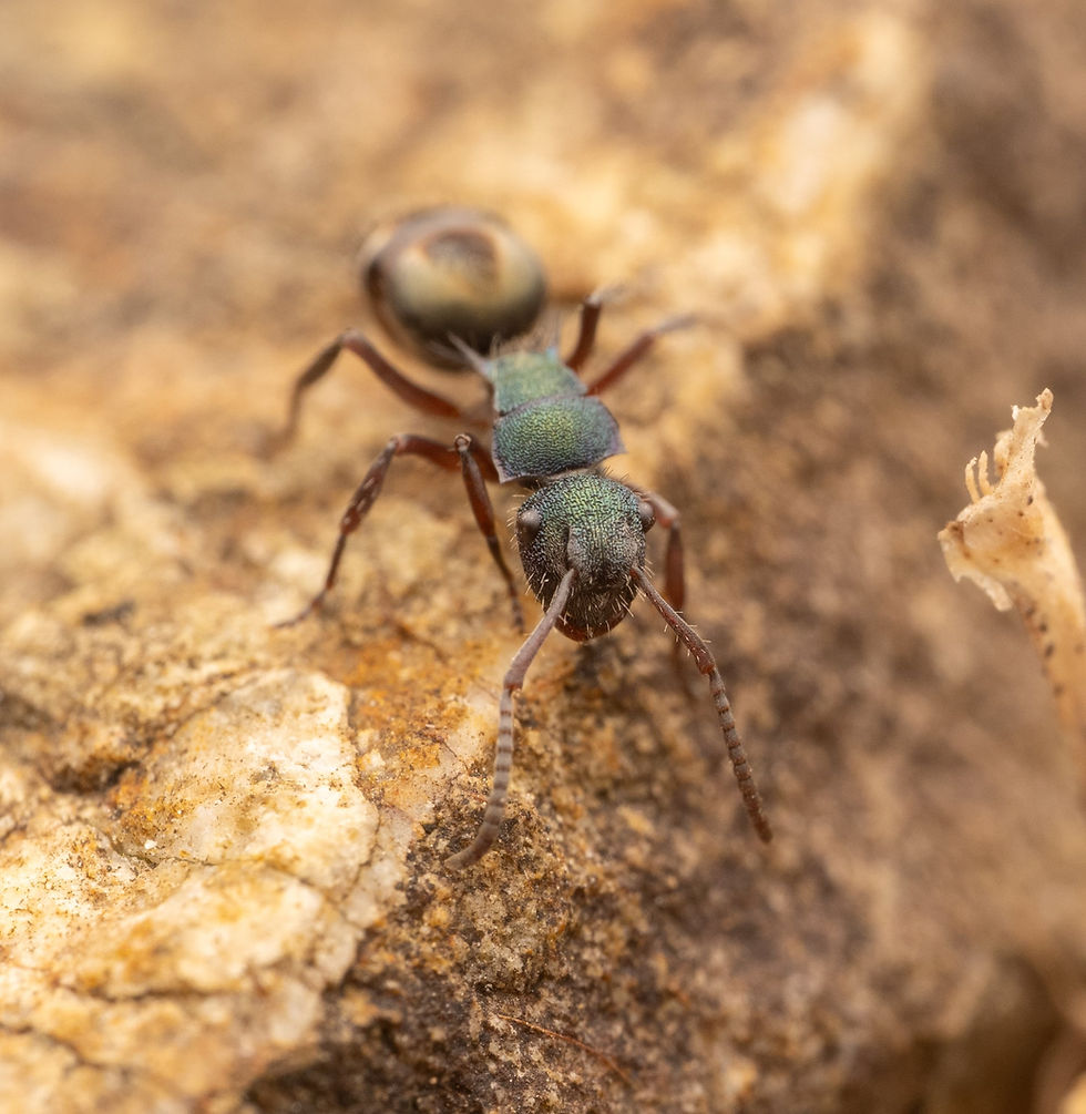 Thumbnail: Polyrachis hookeri
