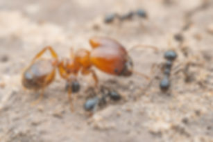 Pheidole militicida