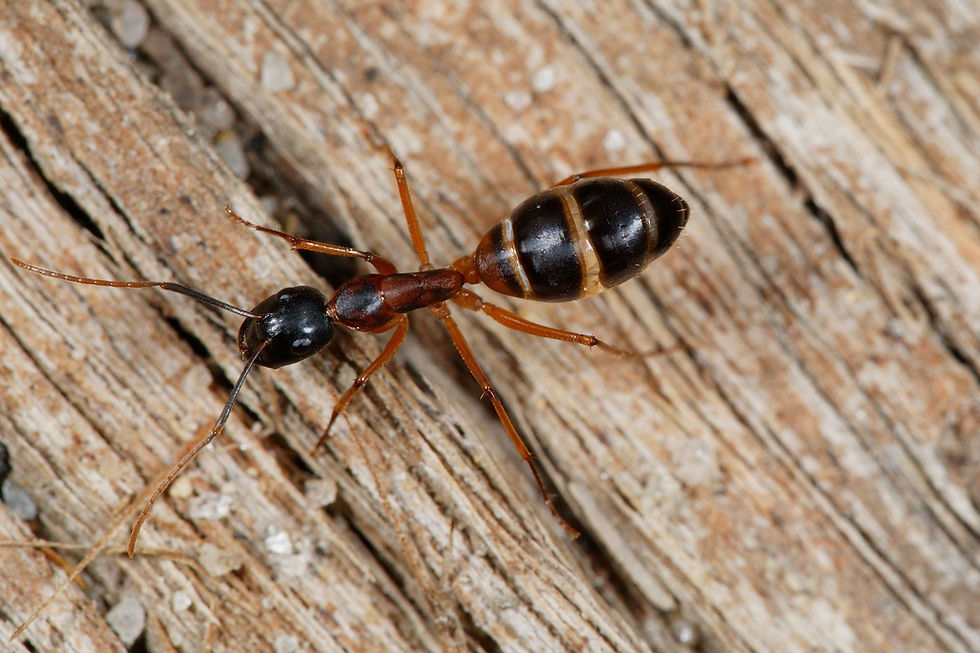 Thumbnail: Camponotus consobrinus