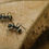 Thumbnail: Polyrhachis Dives