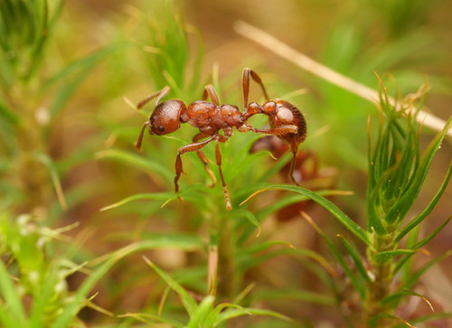mateil レッドブラウン 1脚 mateil レッドブラウン 1脚 公式】株式会社